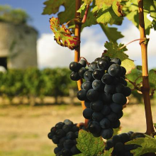 Carta de Vinhos